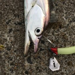 タチウオまだいける？