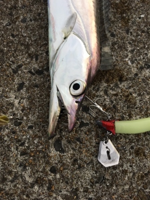 タチウオまだいける？