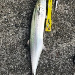 カタクチの飲ませでサゴシゲット！