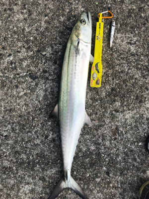 カタクチの飲ませでサゴシゲット！