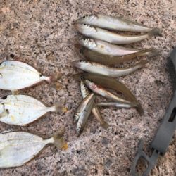 久しぶりの松原