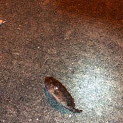 ナイトライトゲーム