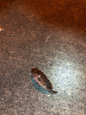 ナイトライトゲーム