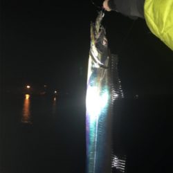 夜より昼が釣れてるみたい