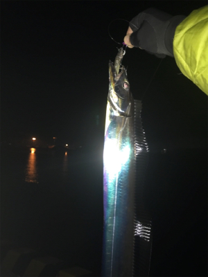 夜より昼が釣れてるみたい