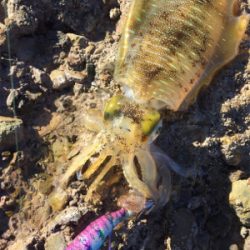 一瞬だけ高活性