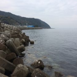 大浦漁港でイワシ・タチウオ