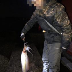 アオリイカとソデイカ