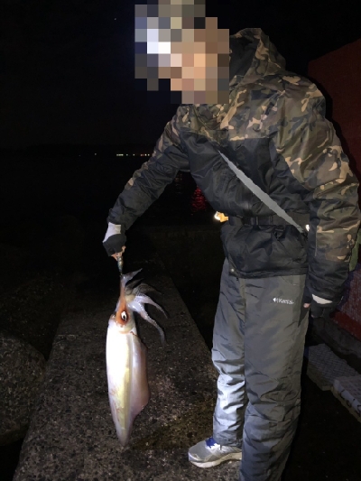 アオリイカとソデイカ