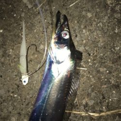 湾奥が賑やかになってきました