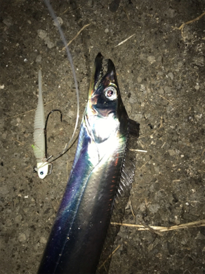 湾奥が賑やかになってきました