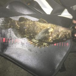 タケノコメバル