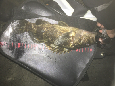 タケノコメバル