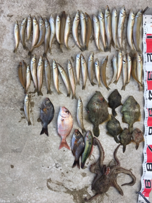 落ちギス狙い！