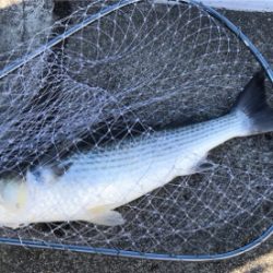 メガロサイズルアーに太刀魚バイト!!