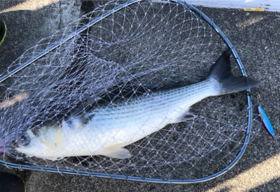 メガロサイズルアーに太刀魚バイト!!