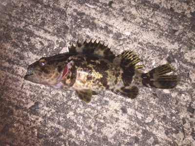 小型が多かったけど楽しかったです