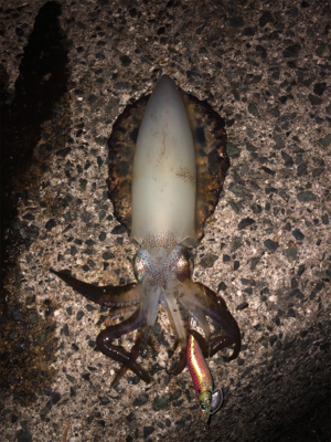 新記録達成(^｡^)最小記録5センチ(￣∇…