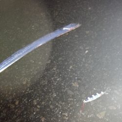 雨の中のタチウオ釣り