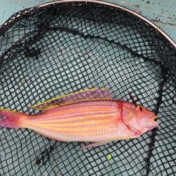 イトヨリそこそこ