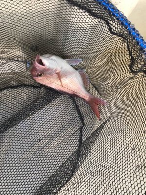 明石  鯛サビキ