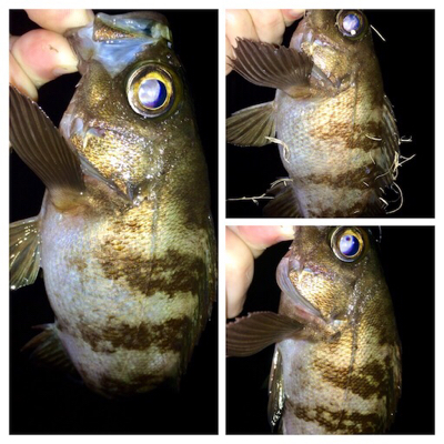 メバリスト1805〜1850