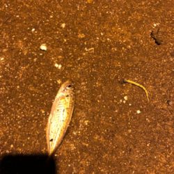 ナイトアジング