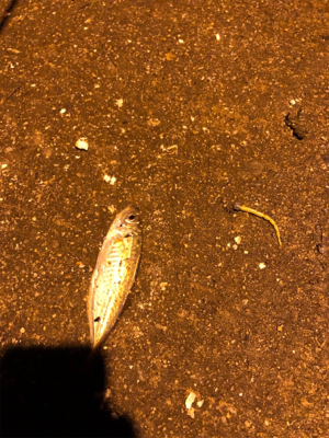 ナイトアジング