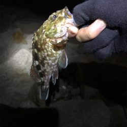 雨の中でのアジング