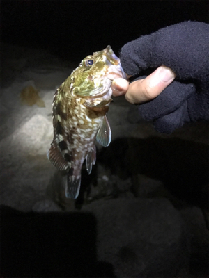 雨の中でのアジング