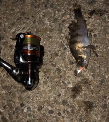 今シーズン最後のエギング