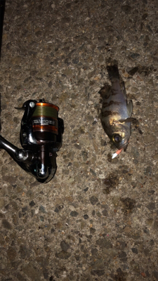 今シーズン最後のエギング