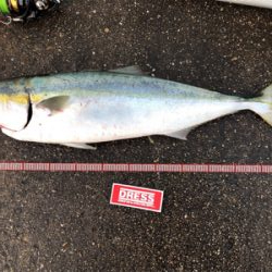 青物リベンジチャンス