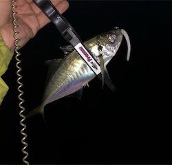 アジ好調(´∇`)