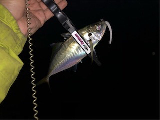 アジ好調(´∇`)