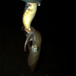 かなり渋いヒイカ釣りσ(^_^;)