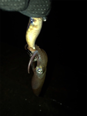 かなり渋いヒイカ釣りσ(^_^;)