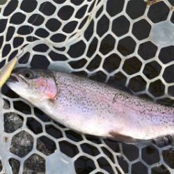 ルアーの引き出し