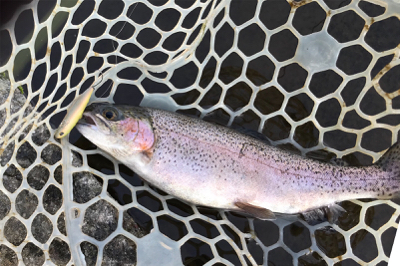 ルアーの引き出し