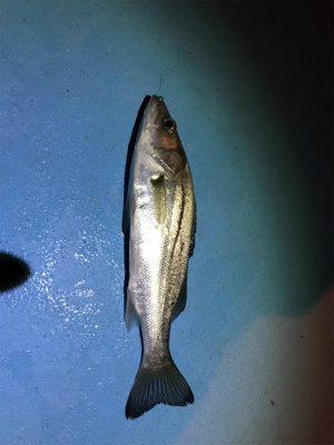 久々の新港ライトゲーム