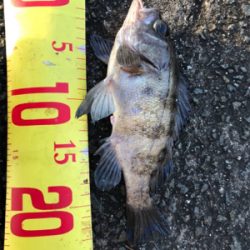 ショアジギング