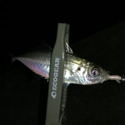 ナイトアジング