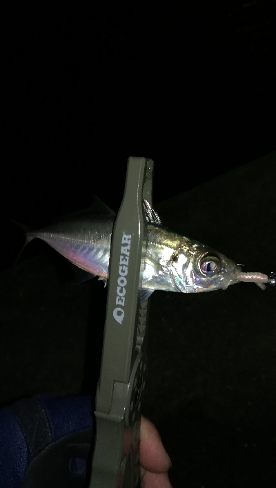 ナイトアジング