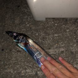 もっこりタチウオ