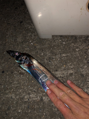 もっこりタチウオ