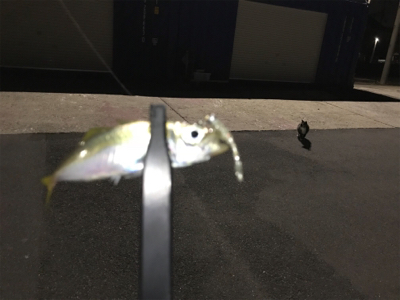 久しぶりにアジング