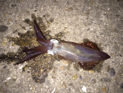 狙いはタチウオなのにイカ釣れた( ^ω^ …