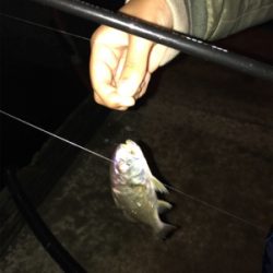 またまた新港ライトゲーム