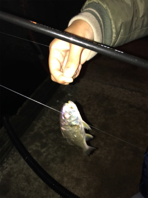 またまた新港ライトゲーム