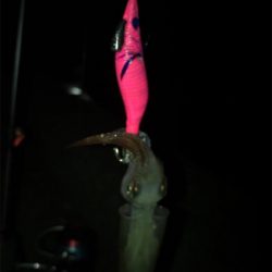 ポツリ…ポツリのヒイカ釣りσ(^_^;)